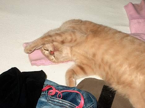 Huskat Tigger - Der bliver rigtig hygget her, efter den hårde tur hos dyrlægen. billede 10