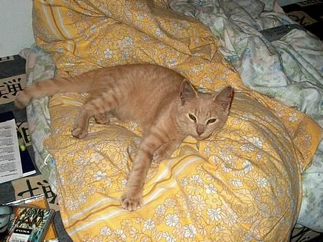 Huskat Tigger - Ja, så fylder han i min seng. ;) Læg mærke til hans ører, han er blevet øremærket, nu er han 110% vores! <3  billede 11