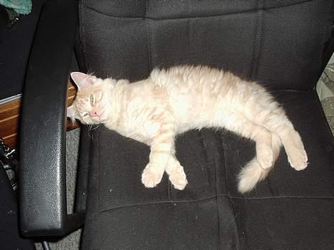 Norsk Skovkat Laban (SOLGT) - Man skal vel flyde og fylde en gang imellem.. Smiler.. billede 5