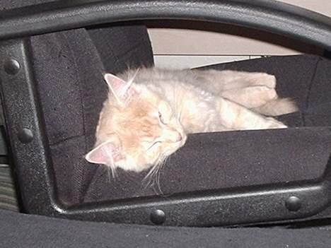 Norsk Skovkat Laban (SOLGT) - Min stol... Ingen må låne den... billede 6