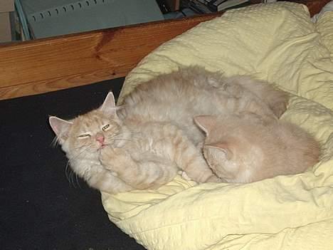 Norsk Skovkat Laban (SOLGT) - Ser jeg ikk bare ligeglad ud?? billede 7