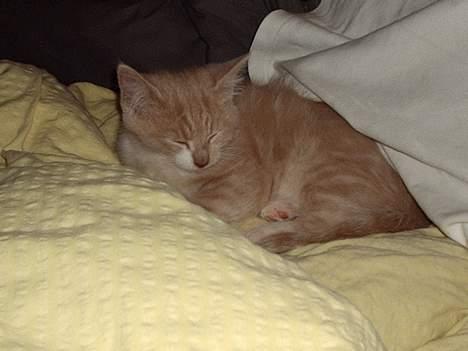 Blanding af racer Simba Solgt billede 1