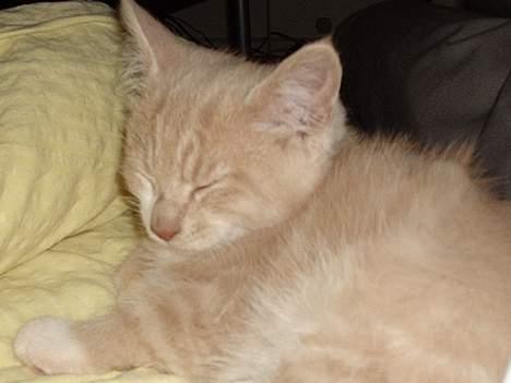 Blanding af racer Simba Solgt billede 2