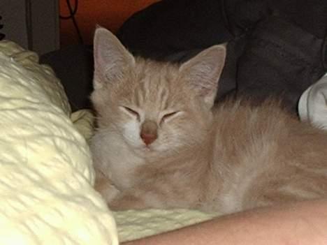 Blanding af racer Simba Solgt billede 3