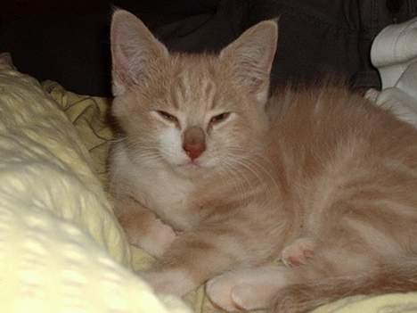 Blanding af racer Simba Solgt billede 4