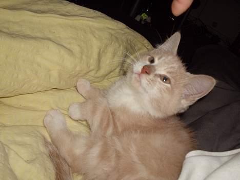 Blanding af racer Simba Solgt billede 5