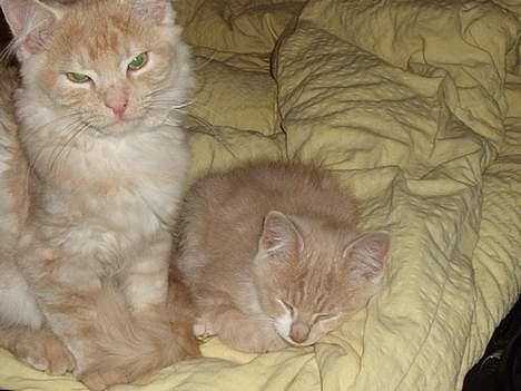 Blanding af racer Simba Solgt billede 6