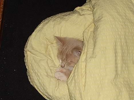 Blanding af racer Simba Solgt billede 7