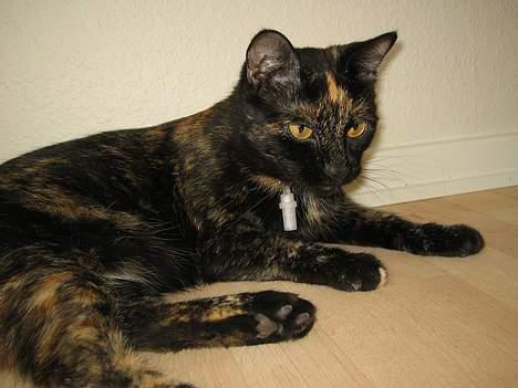 Huskat Mitzi billede 18