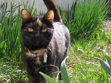 Huskat Mitzi billede 19