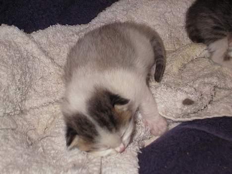 Blanding af racer Berha - Josefine billede 6