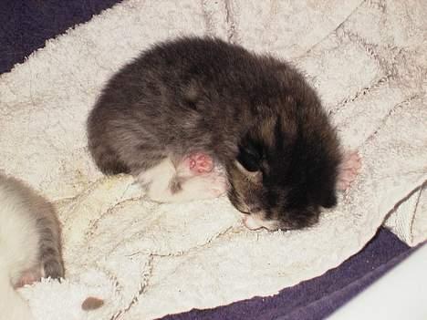 Blanding af racer Berha - Oskar billede 7