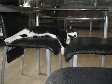 Huskat Gigi - STOOOR mis.. er nød til at have to stole at ligge på! billede 6