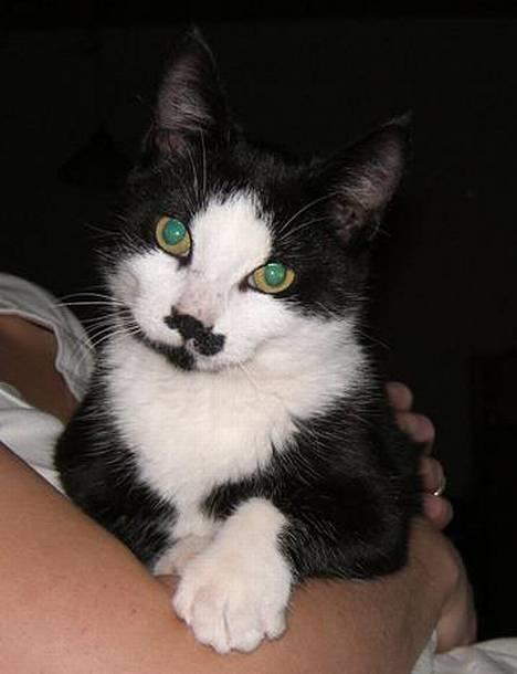 Huskat Gigi - Måske jeg ser kær ud nu :) billede 7