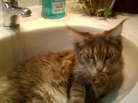 Maine Coon  Wicca shaicoona Caya billede 8