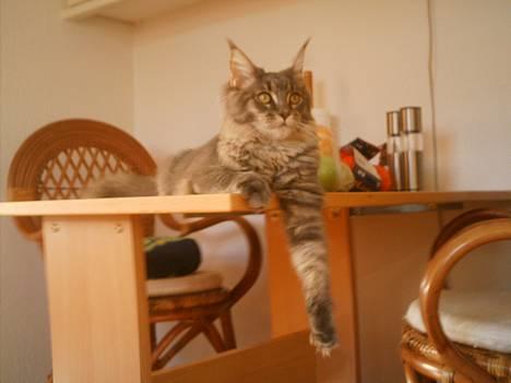 Maine Coon  Wicca shaicoona Caya billede 9