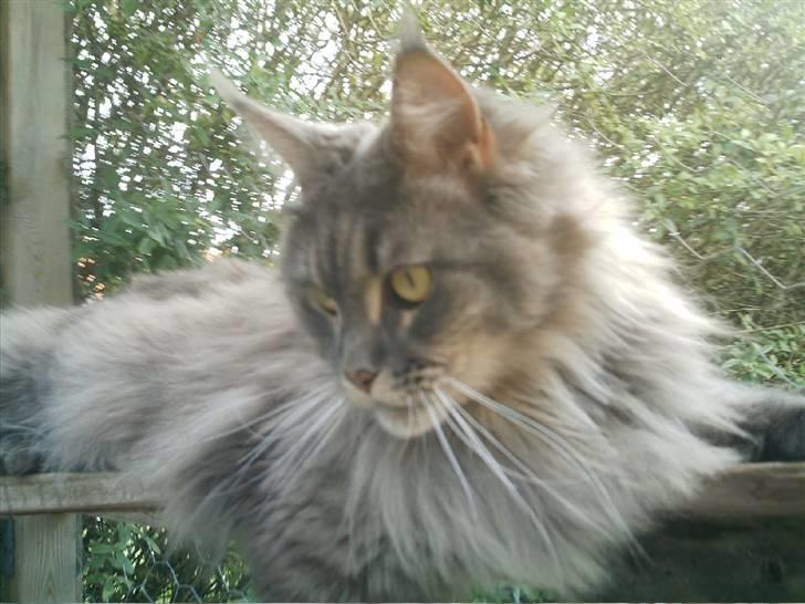 Maine Coon  Wicca shaicoona Caya billede 10