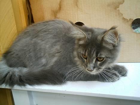 Maine Coon  Wicca shaicoona Caya billede 11