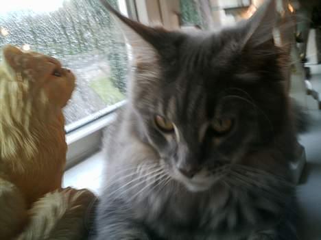 Maine Coon  Wicca shaicoona Caya billede 12