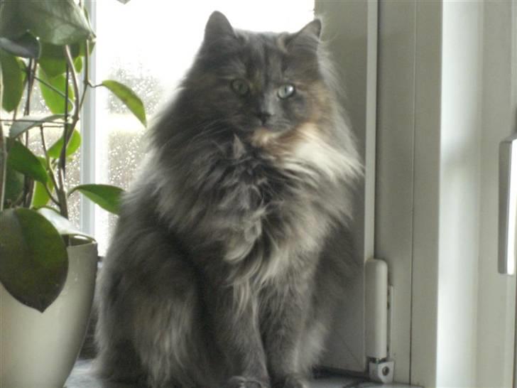 Blanding af racer Fleur R.I.P - Hun er en vindueskat. Her i julen 2007 billede 1