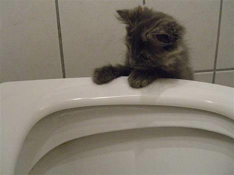 Blanding af racer Fleur R.I.P - Det her er altså en meget mærkelig ting!! billede 2