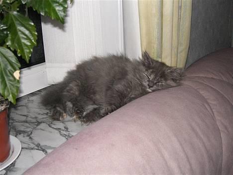 Blanding af racer Fleur R.I.P - Fleur på hendes vinduesplads... billede 3