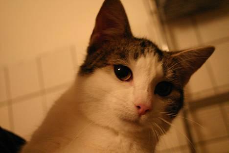 Huskat Senta - Vores prinsesse Senta billede 1