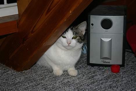 Huskat Senta - Senta der gemmer sig under trappen billede 2