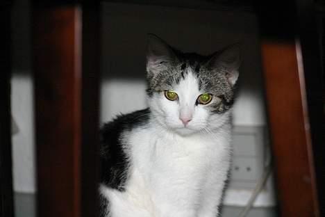 Huskat Senta billede 4