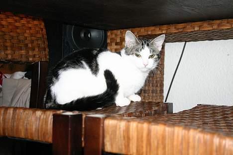 Huskat Senta billede 5