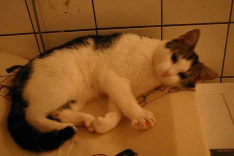 Huskat Senta - Senta der ligger på vores søns pusleplads hvor hun elsker at putte billede 7