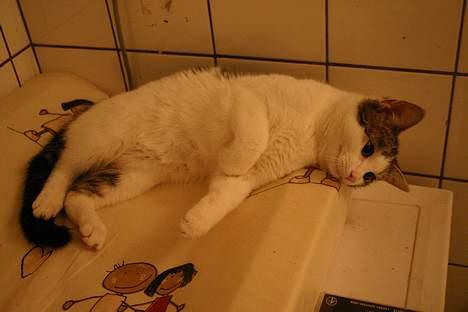 Huskat Senta billede 8