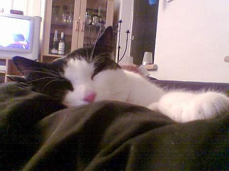 Huskat Fissen - Jeg er så lækker billede 1