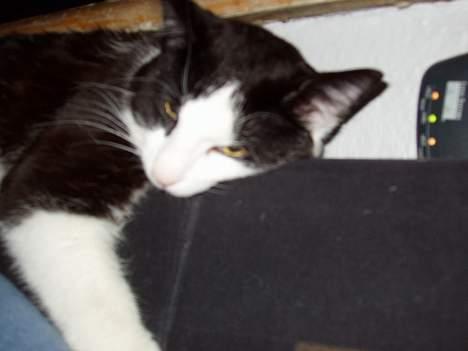 Huskat Fissen - Tror lige jeg kan være her billede 5