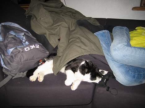Huskat Fissen - Jeg kan sove over alt billede 6