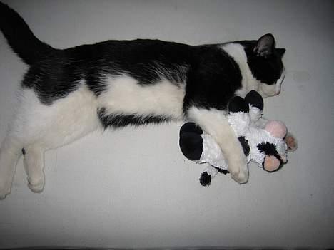 Huskat Fissen - Mig og min ko billede 7