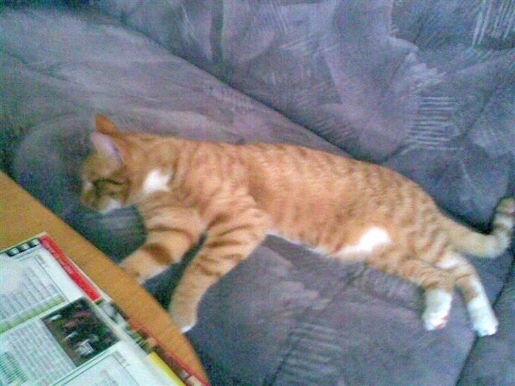 Huskat Mikkel (musse) aflivet  billede 4