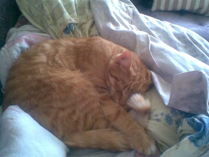 Huskat Mikkel (musse) aflivet  billede 5