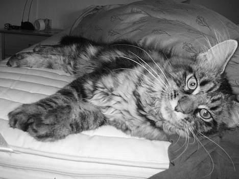 Maine Coon Havana billede 12