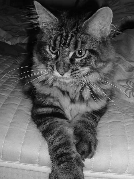 Maine Coon Havana billede 13