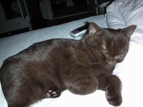 British Shorthair Oscar - Søndag formiddag i sengen! :-) TOTAL afslapning.. billede 1