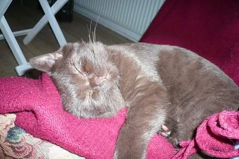 British Shorthair Oscar - Så faldt han om og skulle lige hvile sig lidt før den vilde jagt begyndte igen! billede 2