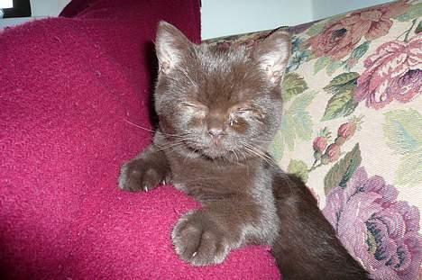 British Shorthair Oscar - Kan man overhovedet stå for ham da?? Desværre har han lidt øjenbetændelse.. billede 3