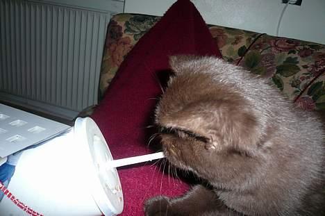 British Shorthair Oscar - Lille Oscar havde meget sjov ud af mors tomme cola.. Hihi.. billede 4