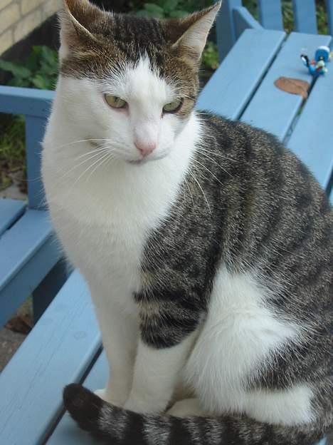 Huskat plet billede 5