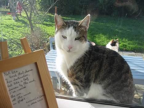 Huskat plet billede 6