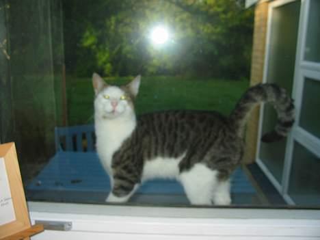 Huskat plet billede 7