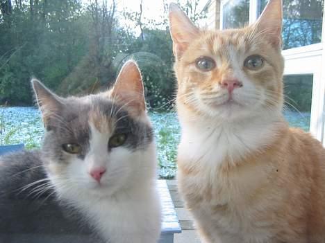 Huskat Simba billede 13