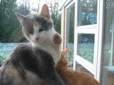 Huskat Mini billede 1