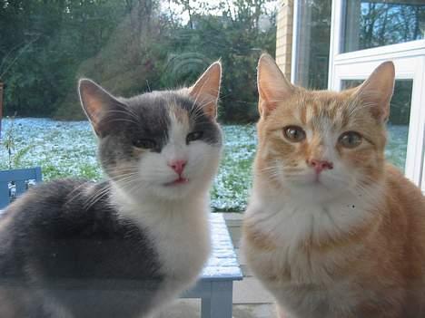 Huskat Mini billede 2